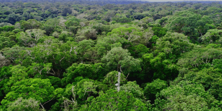 Como a Biomassa Florestal pode ser a chave para o futuro sustentável da ...